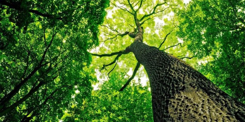 A tree with green leaves and branches in the background.