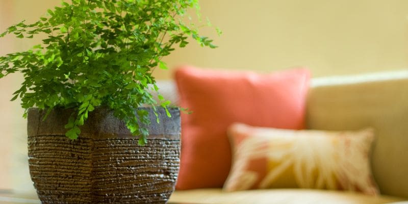 A plant in a pot on the table