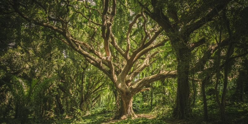 Sunlit ancient tree surrounded by dense greenery