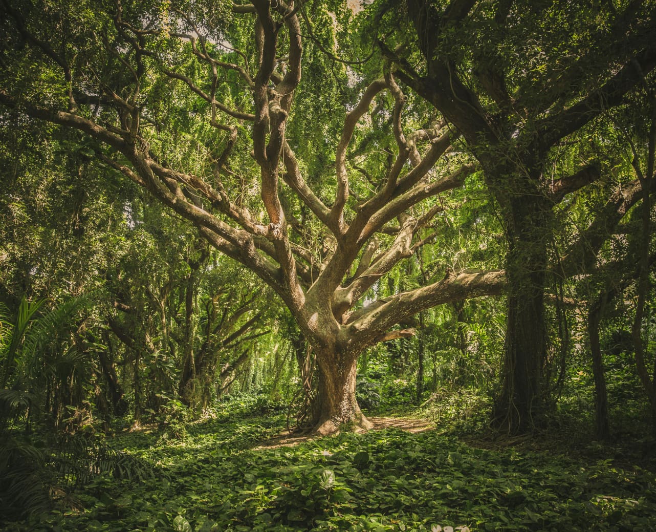 Sprawling old tree with twisting branches
