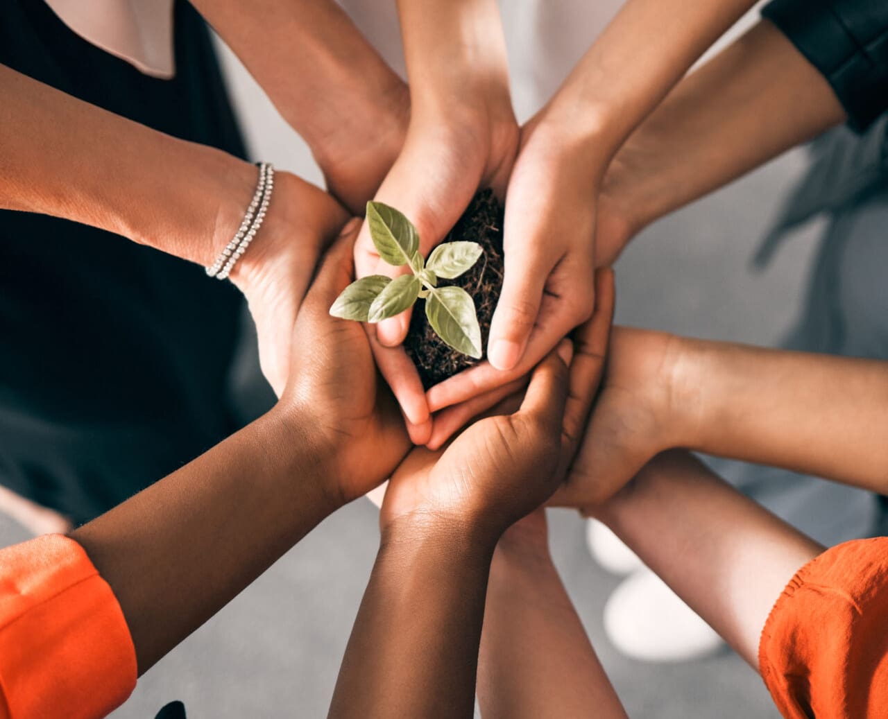 Hands joined around a young seedling