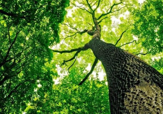 A tree with green leaves and branches in the background.