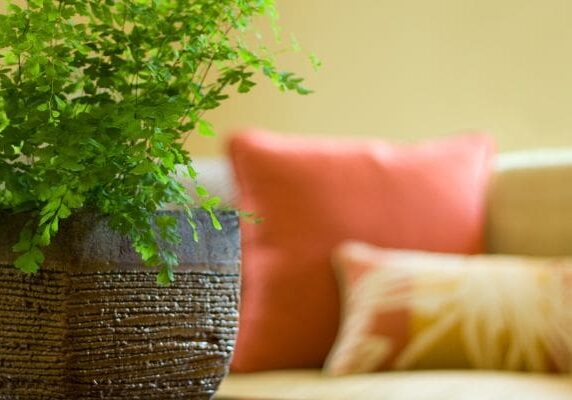 A plant in a pot on the table