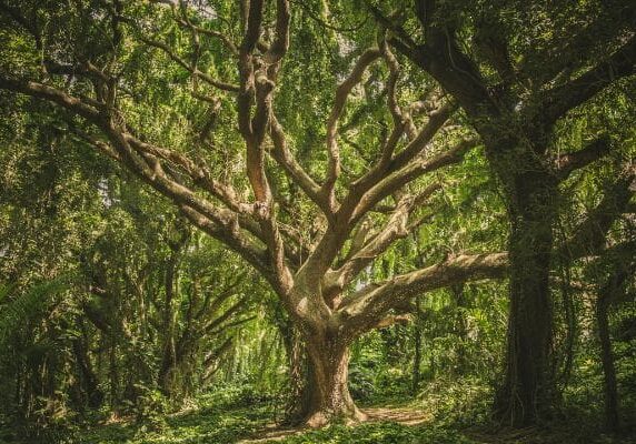 Sunlit ancient tree surrounded by dense greenery